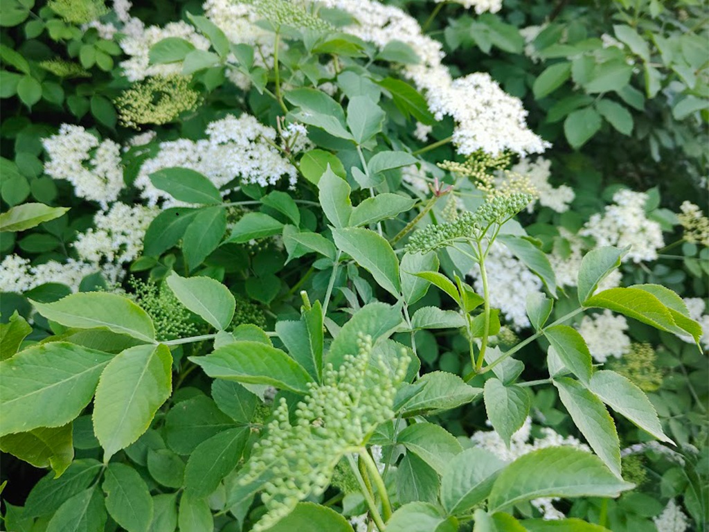 Bez czarny, dziki bez czarny (Sambucus nigra L.)