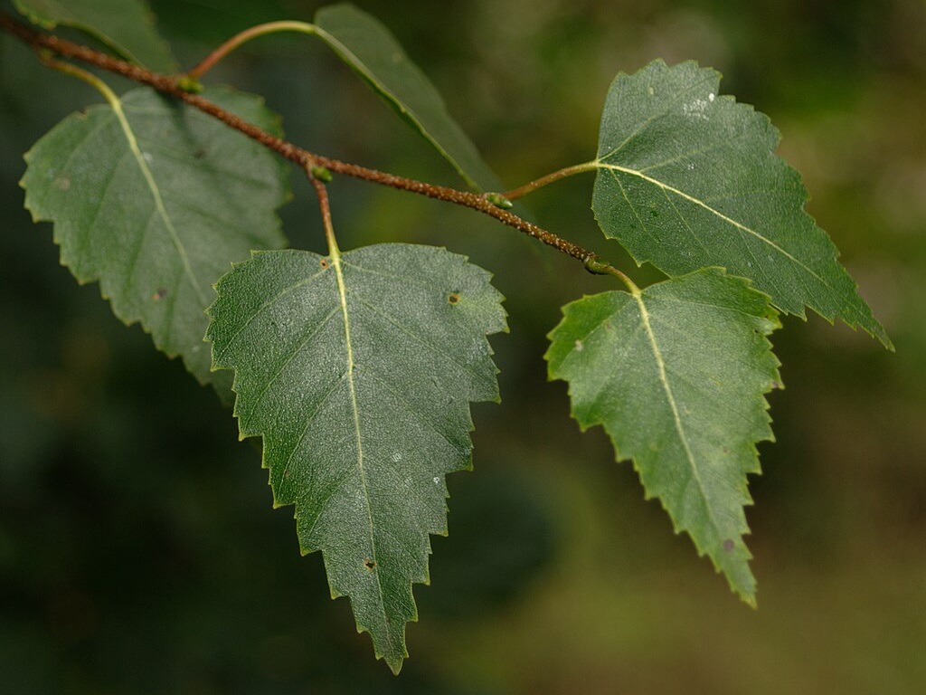 Brzoza brodawkowata (Betula pendula L.)