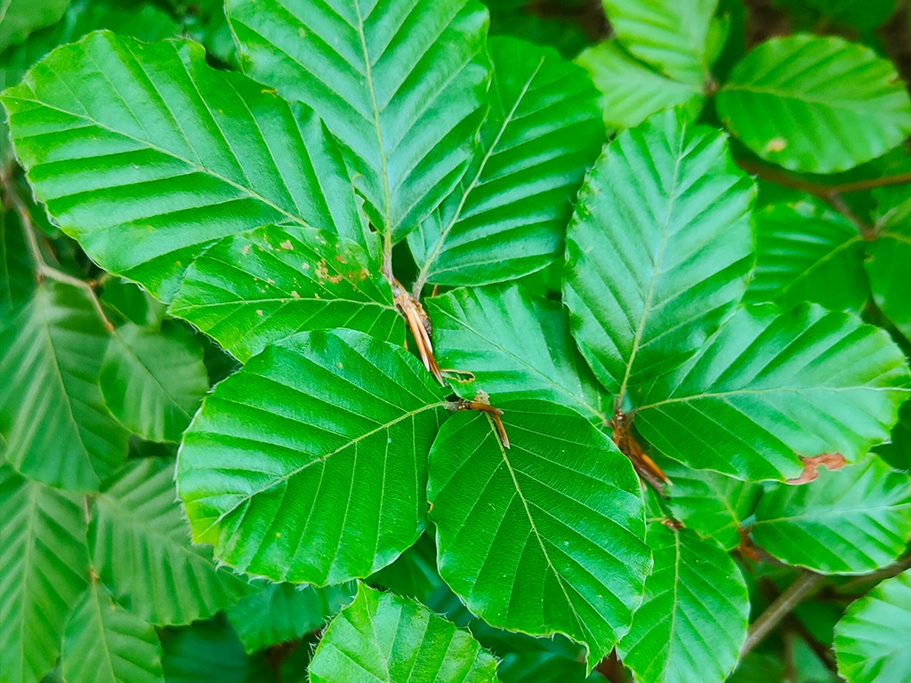 Buk zwyczajny, buk pospolity (Fagus sylvatica L.)