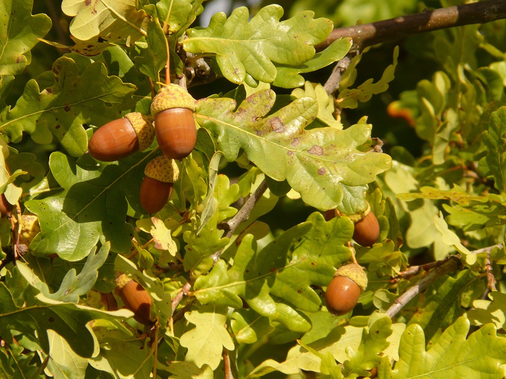 Dąb szypułkowy (Quercus robur L.)