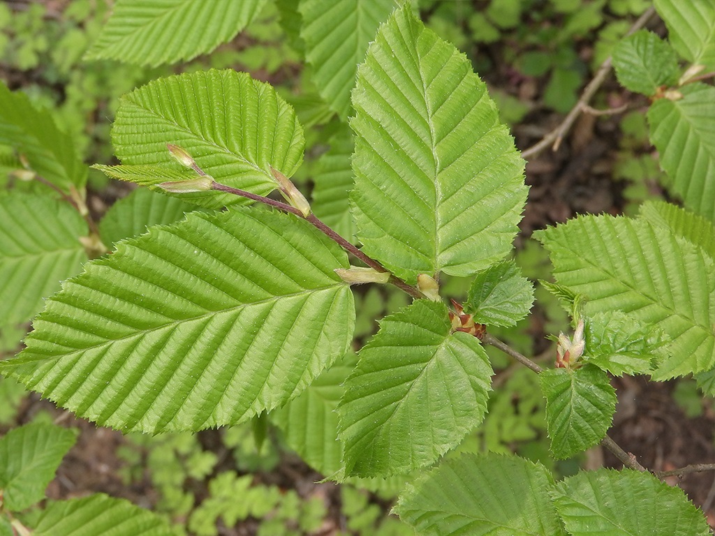 Grab pospolity, grab zwyczajny (Carpinus betulus L.)