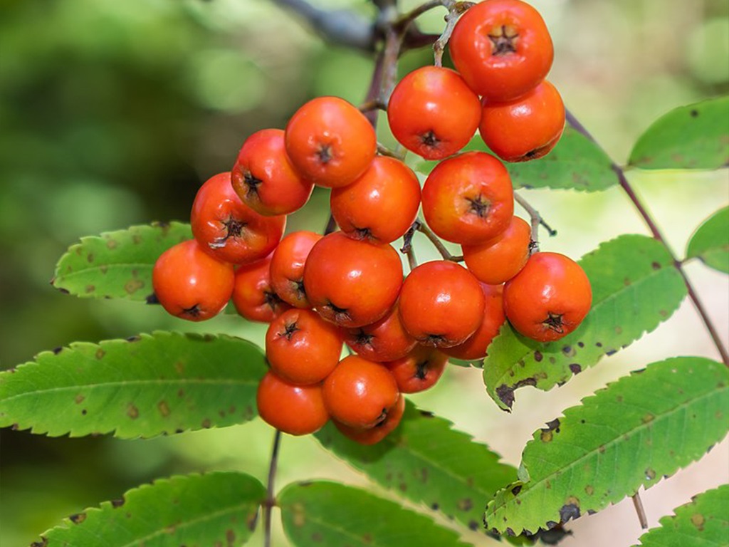 Jarząb pospolity, jarzębina (Sorbus aucuparia L.)