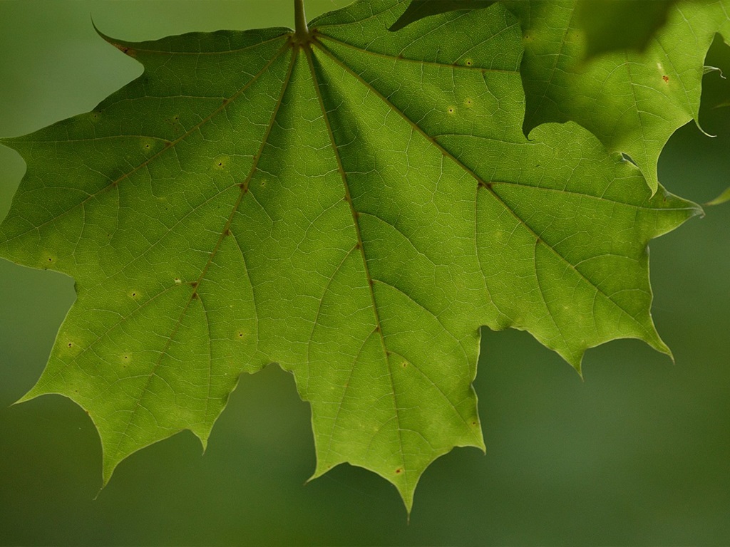 Klon pospolity, klon zwyczajny (Acer platanoides L.)