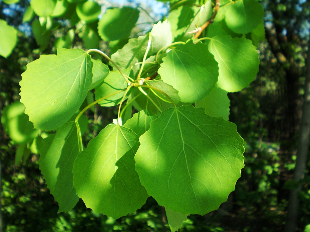 Topola osika, osika (Populus tremula L.)