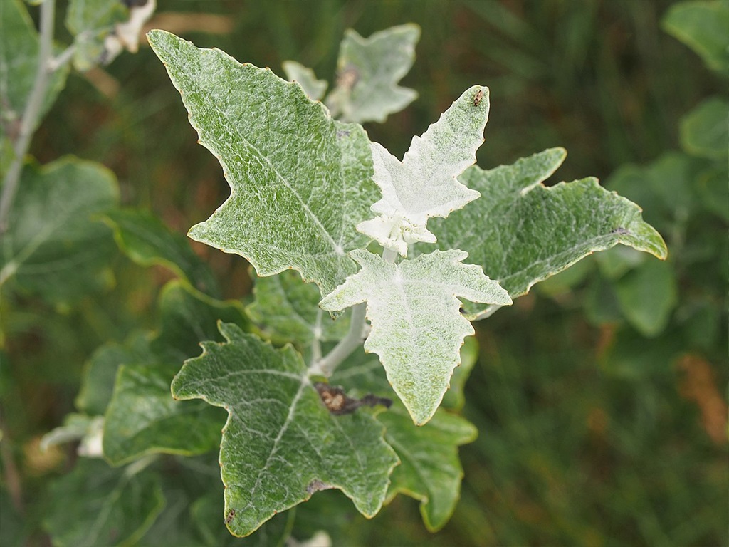 Topola biała, białodrzew (Populus alba L.)