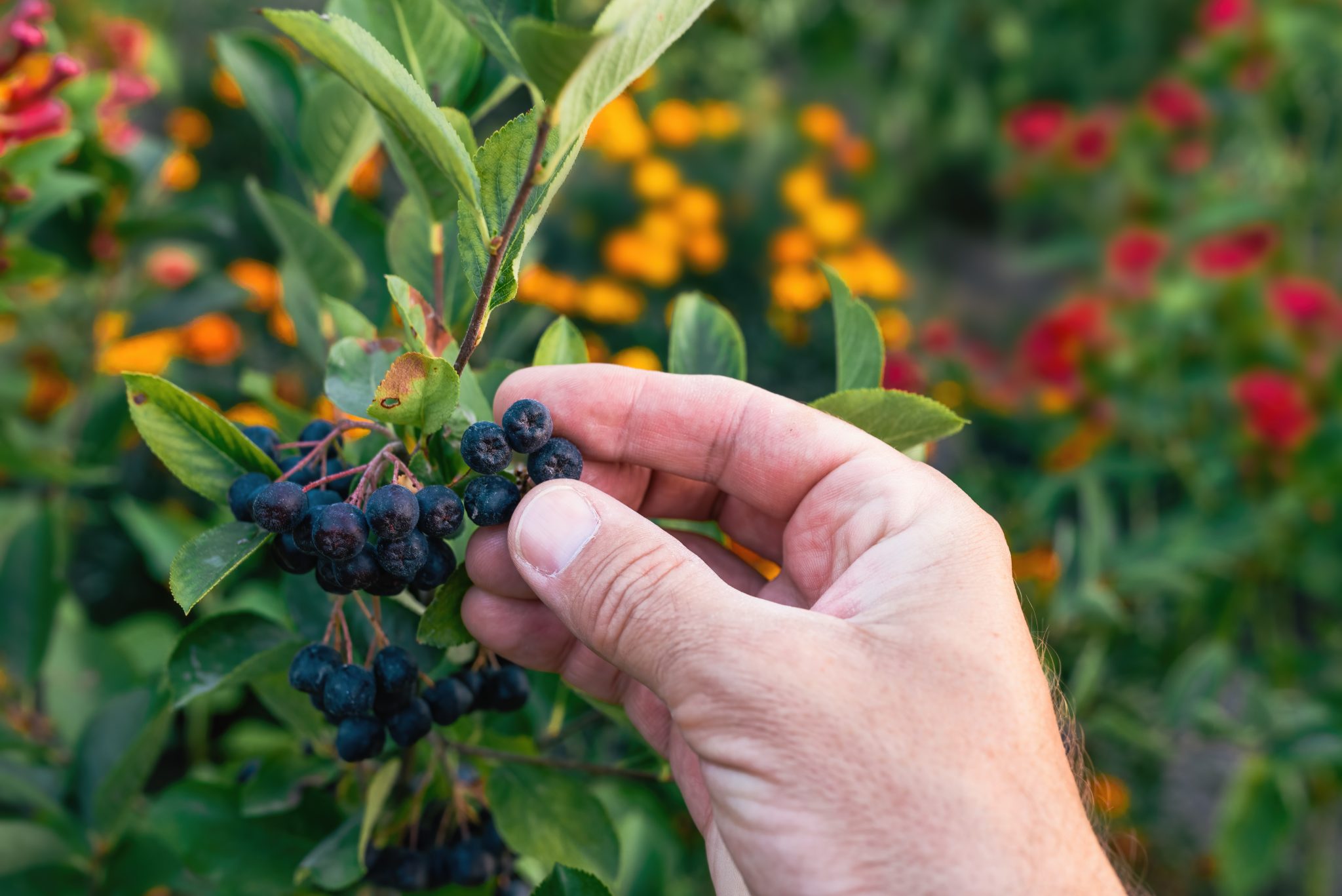 Aronia melanocarpa – zastosowanie w kosmetologii