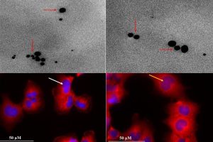 Nanocząstki srebra – rewolucja, czy zagrożenie?