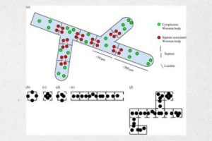 grafika została zaczerpnięta z artykułu dostępnego w otwartym dostępie